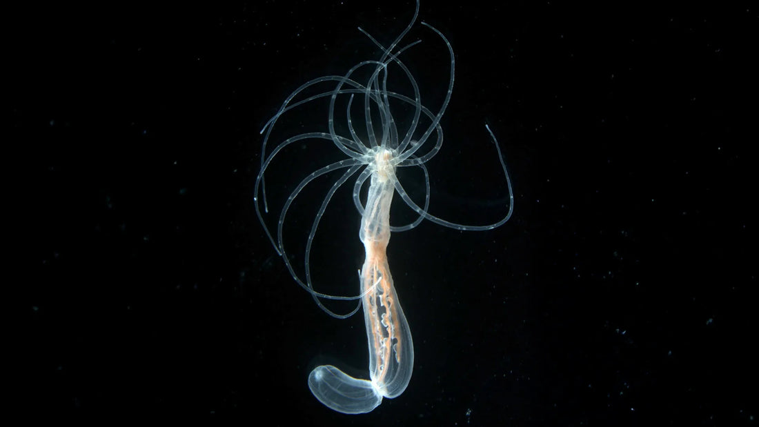 A 600 million-year-old mystery solved! Free science resource for teachers