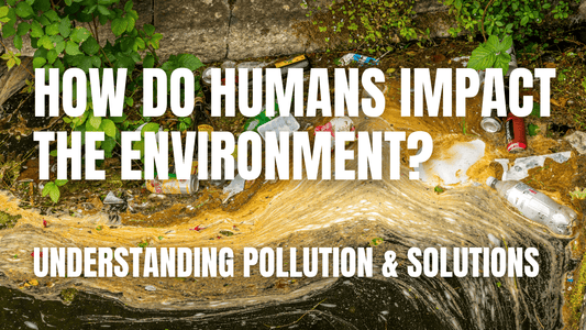 FREE Pollution & Human Environmental Impact Video Worksheet | Middle School Science for 2025 & 2026